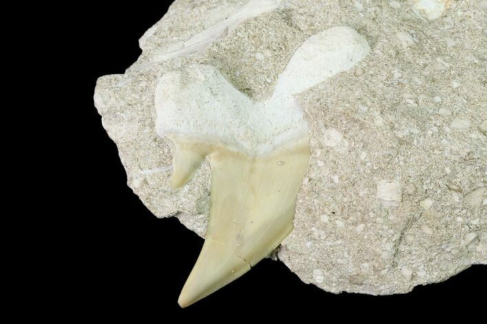 Fossil Mackerel Shark (Cretolamna) Tooth in Rock - Eocene #139902